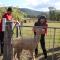 Foto: Starline Alpacas Farmstay Resort 65/135