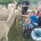 Foto: Starline Alpacas Farmstay Resort 61/135