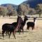 Starline Alpacas Farmstay Resort