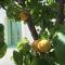 Villa Lemonia - Guest House