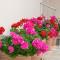 Apartments Hortensia