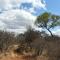 Bush Babies Camp