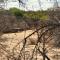 Bush Babies Camp