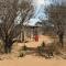 Bush Babies Camp