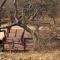Bush Babies Camp