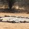 Bush Babies Camp