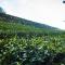 Chia Yuen Homestay