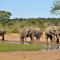 Elephant Valley Lodge