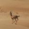 Sam Desert Luxury Resort