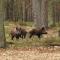 Lodge De Winterkoning