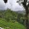 Green Tea View