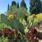 Istrian green house