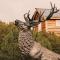 Crows Nest Treehouse At El Mistico Ranch