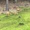 Large Cabin w Hot Tub, Pond, Deck, Fire Pit, WiFi