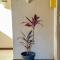 Palm Grove Lodge