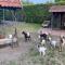 Gypsy Caravan in Weideblick with Farm Animals