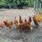 Gypsy Caravan in Weideblick with Farm Animals