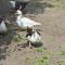 Gypsy Caravan in Weideblick with Farm Animals