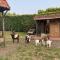 Gypsy Caravan in Weideblick with Farm Animals