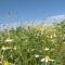 Holiday Home in Florenville with Garden