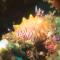 Dhita Bila Bungalows & Dive