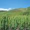 Vineyard View Romantic Stay
