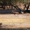 Goba Lodge & Rest Camp