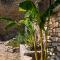 Location Bonnieux Provence