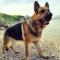 Milas pet friendly holiday house