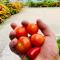 Canoa Suites