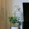 Stylish Studio with Pool Access, Free parking, Paphos center - Work Friendly