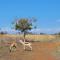 Nyani Lodge Dinokeng