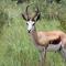 Nyani Lodge Dinokeng