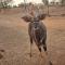 Nyani Lodge Dinokeng