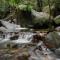 Daintree Cascades - Cape Tribulation