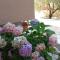 Lily Apartments Punta Skala