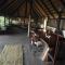 Ndhovu Safari Lodge - Mahango