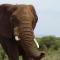 White Elephant Safaris - Pongola Game Reserve White Elephant Safaris - Pongola Game Reserve