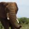 White Elephant Safaris - Pongola Game Reserve