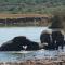 Homestead Bed and Breakfast - Travel Addo Group