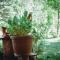 Villa ORKA Pelister - Forest Zone