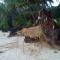 Ivory Coaste