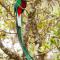 Paraíso Quetzal Lodge