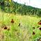 Enchanting Cabin Rental near Colorado Springs, Colorado
