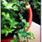 Al-Gharb Tavira Eco GuestHouse