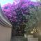 B&B La Bougainvillea