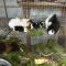 Country Homestay