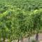 Azienda Agricola A Bonacchi
