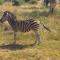 Halali Wilderness Private Game Ranch