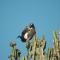 Mara Intrepids Tented Camp